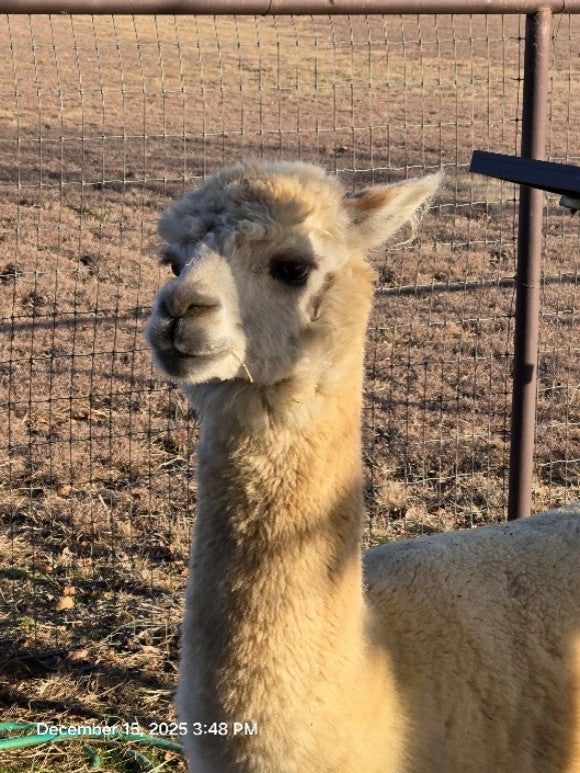 Twin Pecan Farms - Aries Yarn