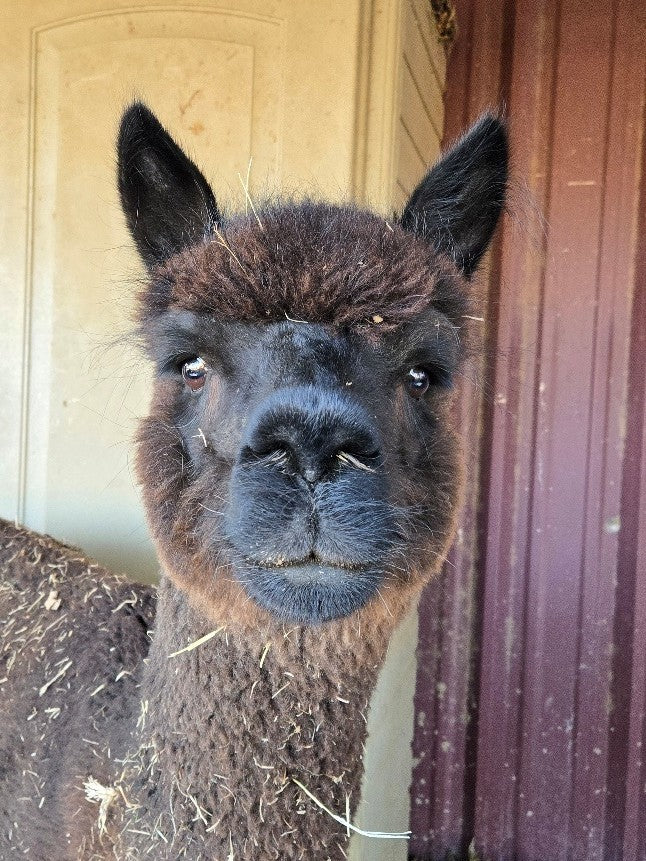 Twin Pecan Farms - Charcoal Yarn