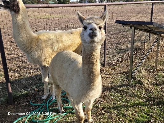 Twin Pecan Farms - Aries Yarn