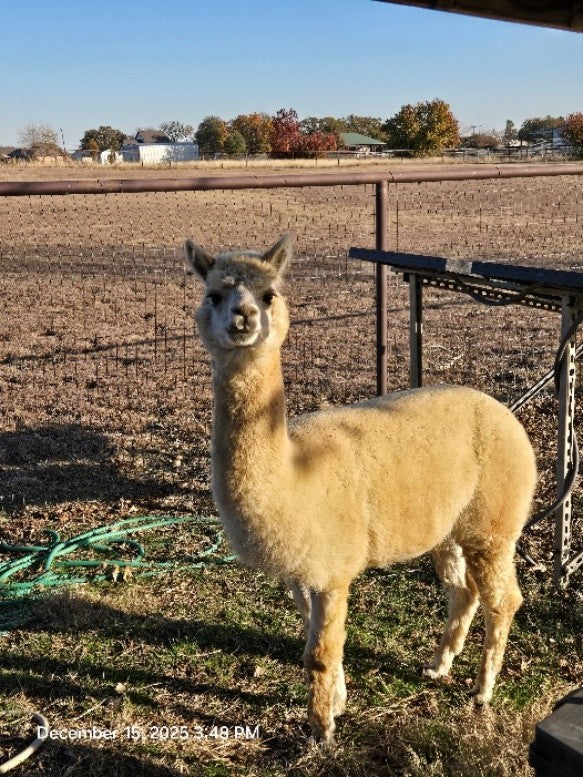 Twin Pecan Farms - Aries Yarn