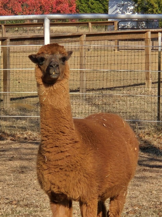 Twin Pecan Farms - Avalin Yarn