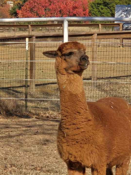 Twin Pecan Farms - Avalin Yarn