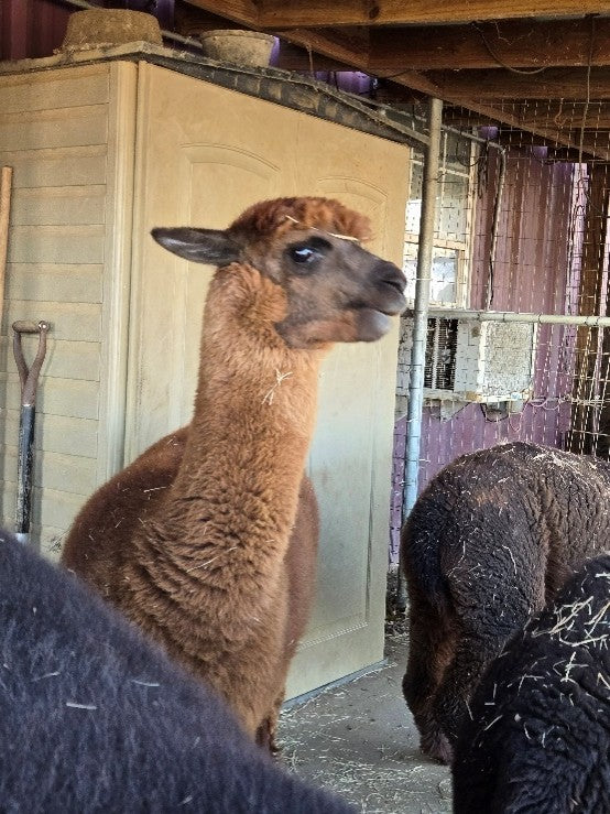 Twin Pecan Farms - Avalin Yarn