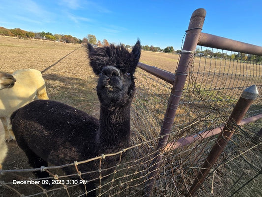 Twin Pecan Farms- Ayai Yarn (Blended with Merino)