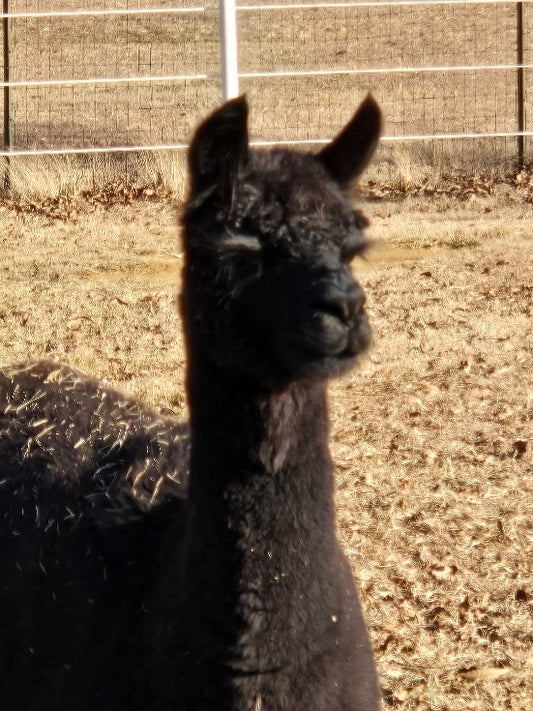 Twin Pecan Farms - Jack's Yarn (Blended with Merino)