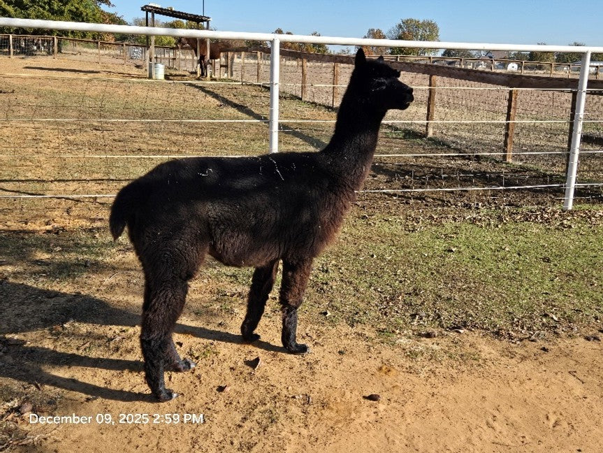 Twin Pecan Farms - Jack's Yarn (Blended with Merino)