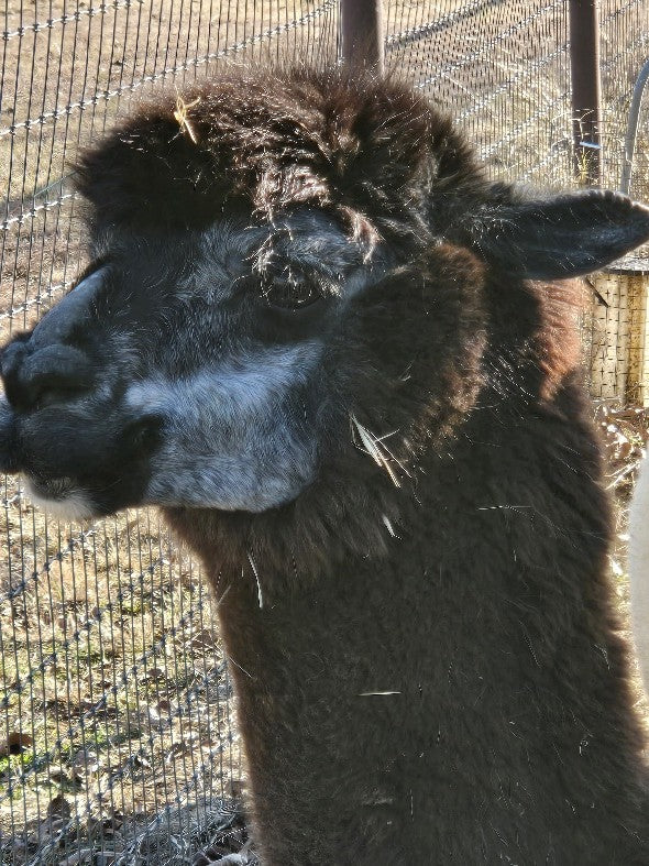 Twin Pecan Farms - Dalton Yarn (Blended with Merino)