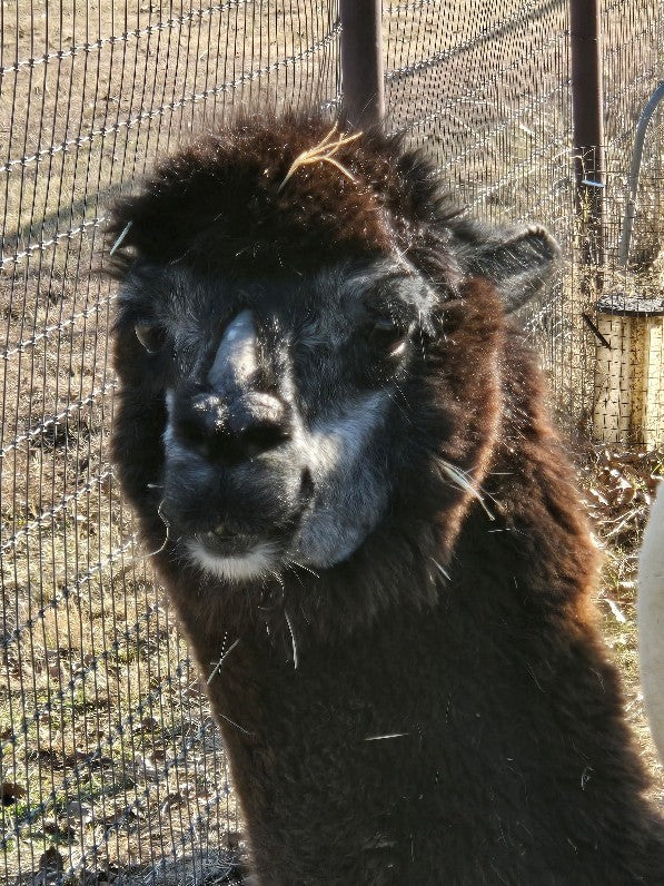 Twin Pecan Farms - Dalton Yarn (Blended with Merino)