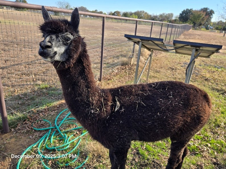 Twin Pecan Farms - Dalton Yarn (Blended with Merino)