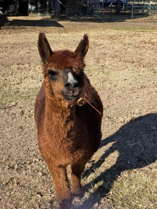 Twin Pecan Farms - Elmer Yarn