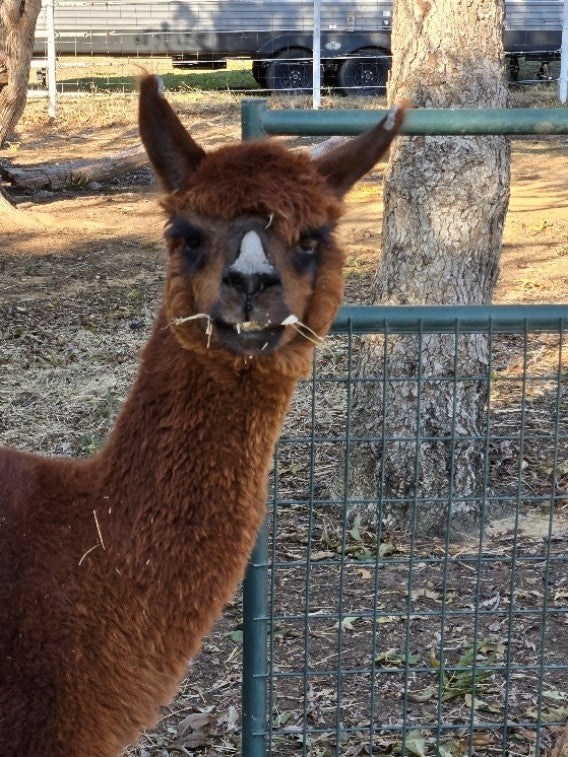 Twin Pecan Farms - Elmer Yarn