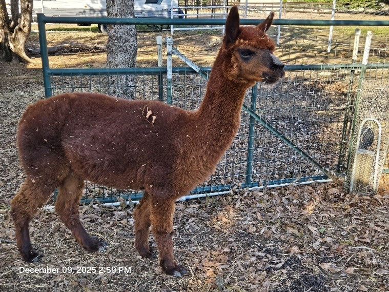 Twin Pecan Farms - Elmer Yarn