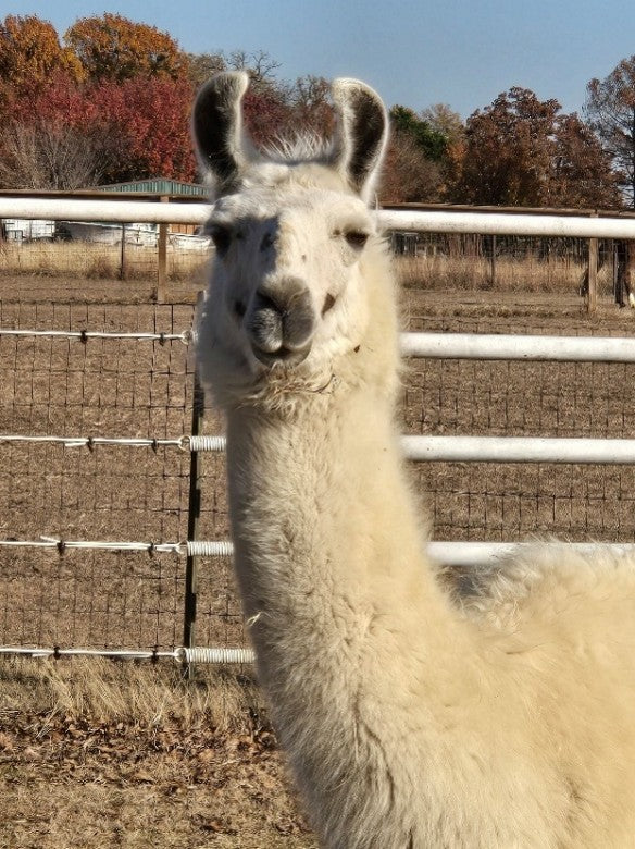 Twin Pecan Farms - Nick Yarn