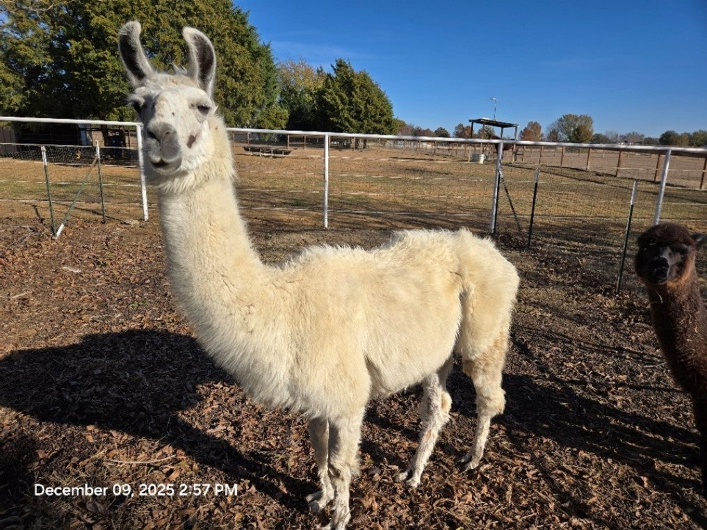 Twin Pecan Farms - Nick Yarn